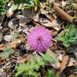 Mimosa quadrivalvis flower picture by Brenda Marlow (cc-by-sa)