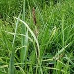 Carex ferruginea leaf picture by Herbar (cc-by-sa)