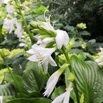 Hosta plantaginea flower picture by Dagmar Paterová (cc-by-sa)