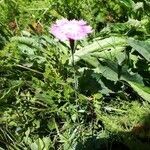 Dianthus seguieri habit picture by Vincent Prioul (cc-by-sa)