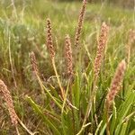 Plantago crassifolia flower picture by miguel angel del viejo (cc-by-sa)