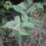 Ludwigia erecta leaf picture by Gerald Perlon (cc-by-sa)