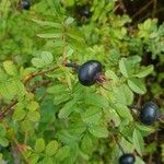 Rosa spinosissima fruit picture by Resin Image (cc-by-sa)