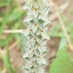 Plantago patagonica flower picture by Trap Hers (cc-by-sa)