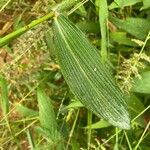 Setaria palmifolia leaf picture by Abhimanyu singh (cc-by-sa)