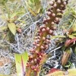 Nepenthes vieillardii flower picture by Coordination Endemia (cc-by-sa)