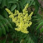 Rhus glabra flower picture by Euphrosyne Beauchamp (cc-by-sa)