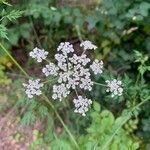 Aethusa cynapium flower picture by Pokorny Roman (cc-by-sa)