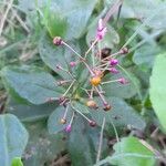 Talinum paniculatum fruit picture by Trap Hers (cc-by-sa)