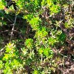 Anthospermum aethiopicum habit picture by Maarten Vanhove (cc-by-sa)