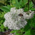 Angelica heterocarpa flower picture by Denis Alkan (cc-by-sa)