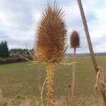 Dipsacus sativus flower picture by Eddy Oldy (cc-by-sa)