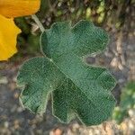 Fremontodendron californicum leaf picture by mreggiardo (cc-by-sa)