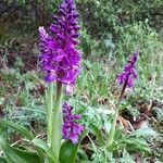 Orchis mascula flower picture by mathieu dupuis (cc-by-sa)