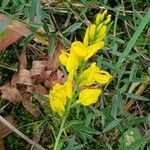 Genista tinctoria flower picture by Giuliano Giacometti (cc-by-sa)