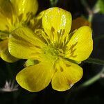 Ranunculus sprunerianus flower picture by dimitris log (cc-by-sa)