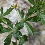 Potentilla pyrenaica leaf picture by Llandrich anna (cc-by-sa)