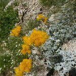 Senecio leucanthemifolius habit picture by Llandrich anna (cc-by-sa)