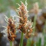 Plantago alpina fruit picture by Yoan MARTIN (cc-by-sa)