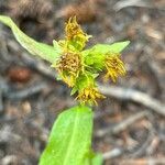 Oreochrysum parryi flower picture by Joseph Littlehorn (cc-by-sa)