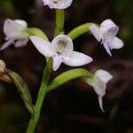 Cynorkis coccinelloides flower picture by Schnittler Martin (cc-by-sa)