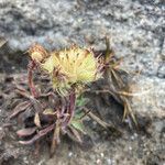 Erigeron chionophilus fruit picture by Fabien Anthelme (cc-by-sa)