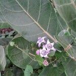 Calotropis gigantea leaf picture by Arvind Kulkarni (cc-by-sa)