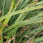 Carex punctata leaf picture by Michael Mayerosch (cc-by-sa)