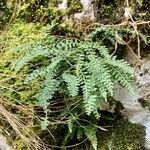 Asplenium fontanum leaf picture by Nicolas Francioli (cc-by-sa)