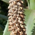 Aechmea bromeliifolia flower picture by Trap Hers (cc-by-sa)