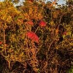 Toxicodendron radicans habit picture by Matthias Foellmer (cc-by-sa)