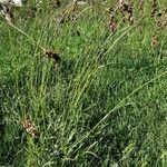 Luzula pediformis habit picture by Émile Maurice (cc-by-sa)