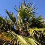 Chamaerops humilis leaf picture by Aubin N (cc-by-sa)