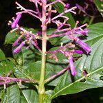 Palicourea angustifolia flower picture by Nelson Zamora Villalobos (cc-by-nc)