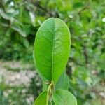 Annona spinescens leaf picture by Thiago Flores Flores (cc-by-sa)