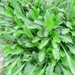 Leucanthemum ircutianum leaf picture by daniele siddu (cc-by-sa)