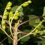 Guettarda crispiflora fruit picture by Nelson Zamora Villalobos (cc-by-nc)