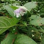 Hydrangea involucrata flower picture by 淳一 橘川 (cc-by-sa)