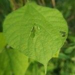 Phaseolus vulgaris leaf picture by Rajendra Rajendra Choure (cc-by-sa)