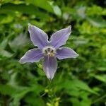 Campanula americana flower picture by Jesse Osborne (cc-by-sa)