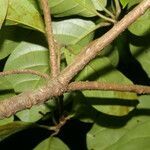 Cordia megalantha leaf picture by Nelson Zamora Villalobos (cc-by-nc)