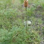 Digitalis ferruginea habit picture by Sylvain Piry (cc-by-sa)