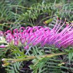 Grevillea acanthifolia flower picture by Phygelius (cc-by-sa)