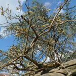 Wisteria sinensis habit picture by Jardins de Montchat (cc-by-sa)