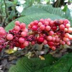 Ardisia wedelii fruit picture by SINAC Pérez Greivin (cc-by-sa)