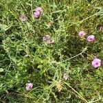 Centaurea sicula habit picture by Conigliaro Ambrogio (cc-by-sa)