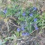 Lithodora fruticosa flower picture by Marc PASSINI (cc-by-sa)