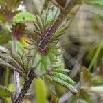 Euphrasia hirtella leaf picture by Pierre LEON (cc-by-sa)