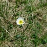 Ranunculus kuepferi flower picture by Julien M (cc-by-sa)