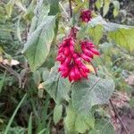 Cestrum elegans flower picture by Ball Darren (cc-by-sa)